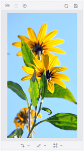 Introducing the New React Image Editor | Syncfusion Blogs