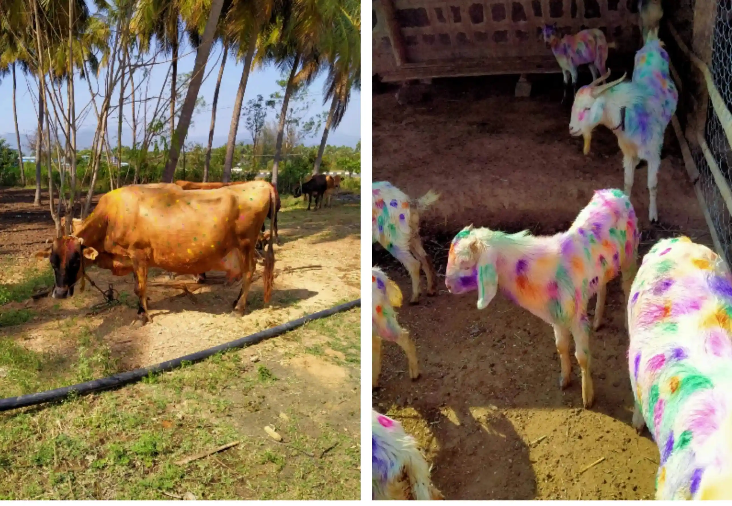 Mehala Palanisamy Farm Animal Photography